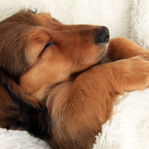 Het Belang van Slaap bij Puppy’s: Waarom Rust Essentieel is voor de Ontwikkeling van Je Jonge Hond