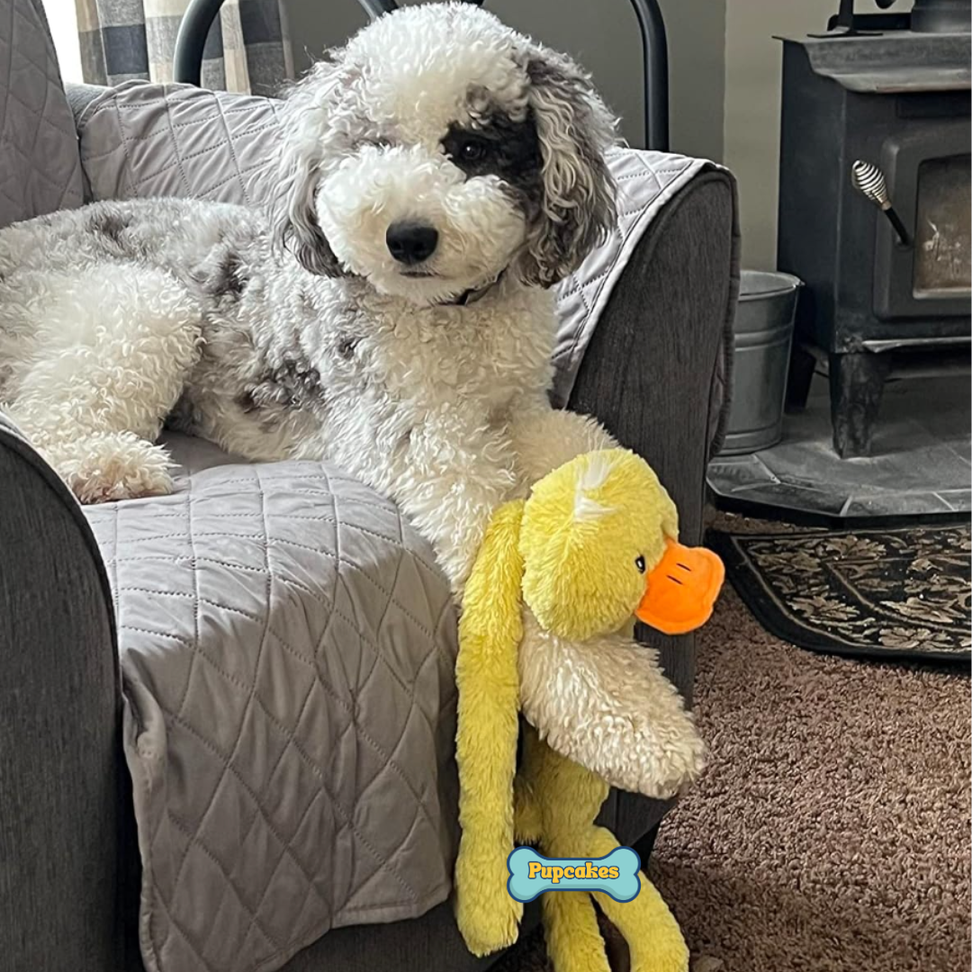 Calming Duck