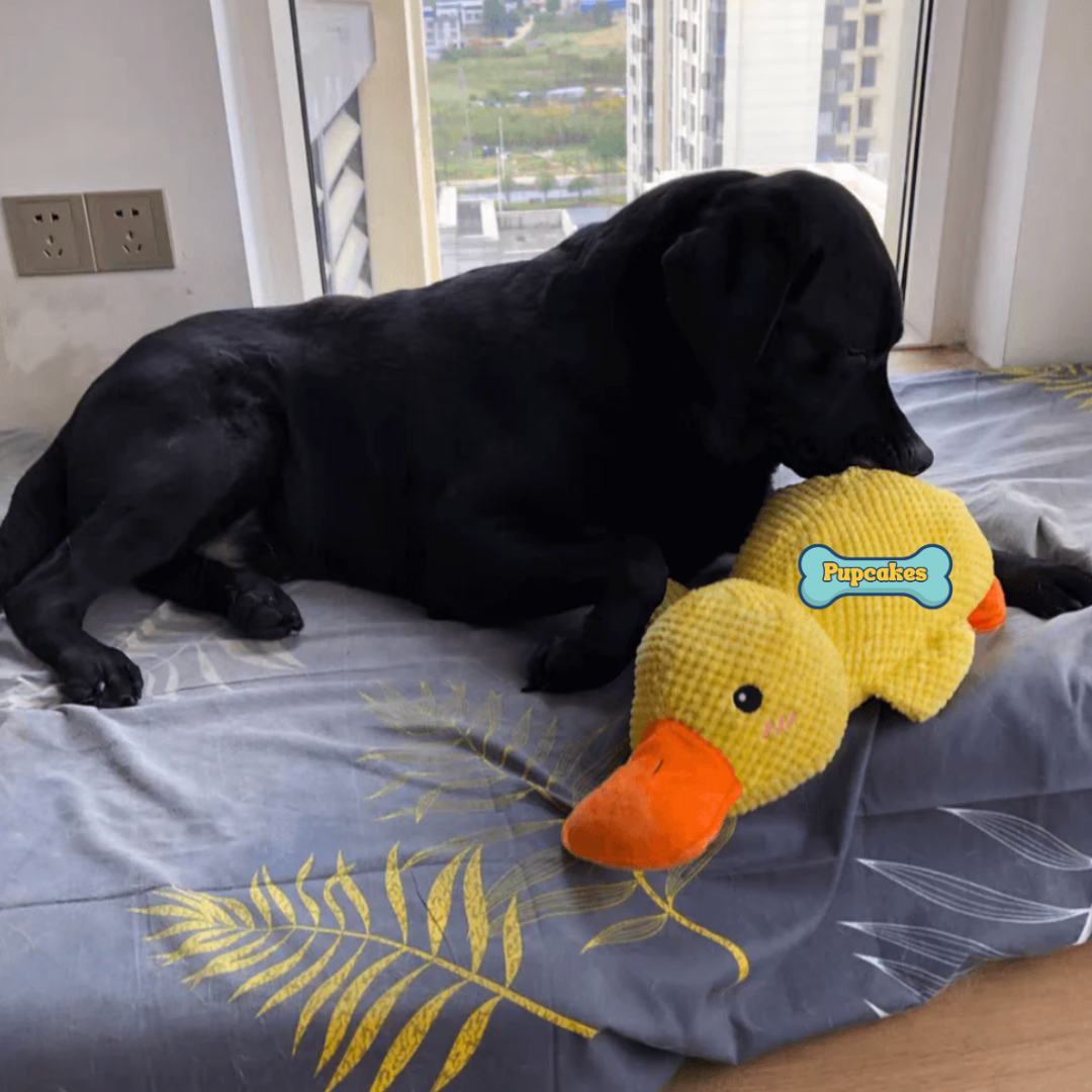 Calming Duck