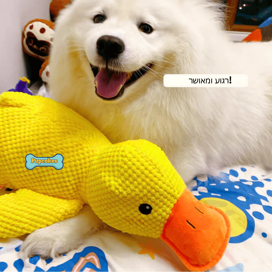 Calming Duck