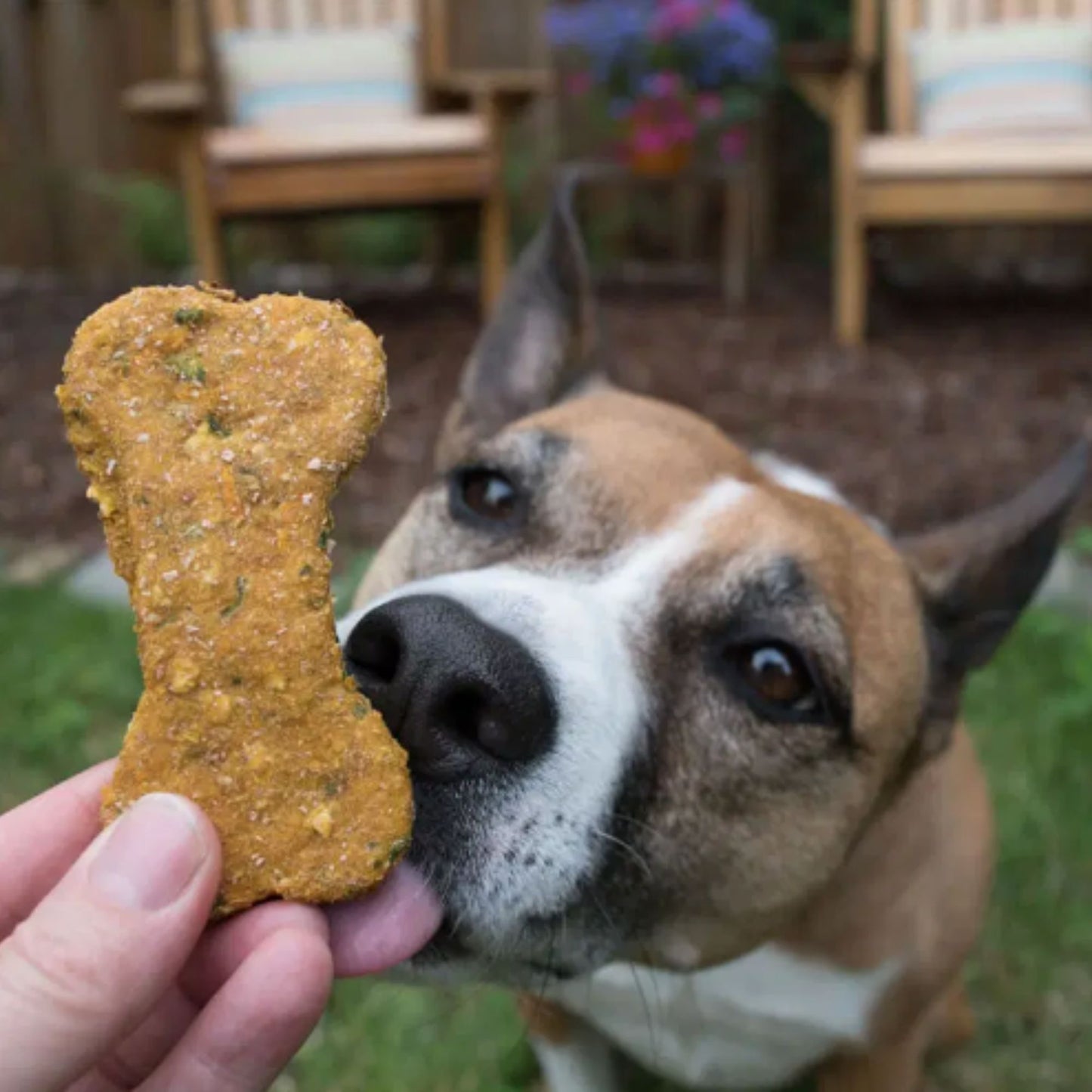PupCakes DIY Homemade Dog Treat Kit (ENGLISH)