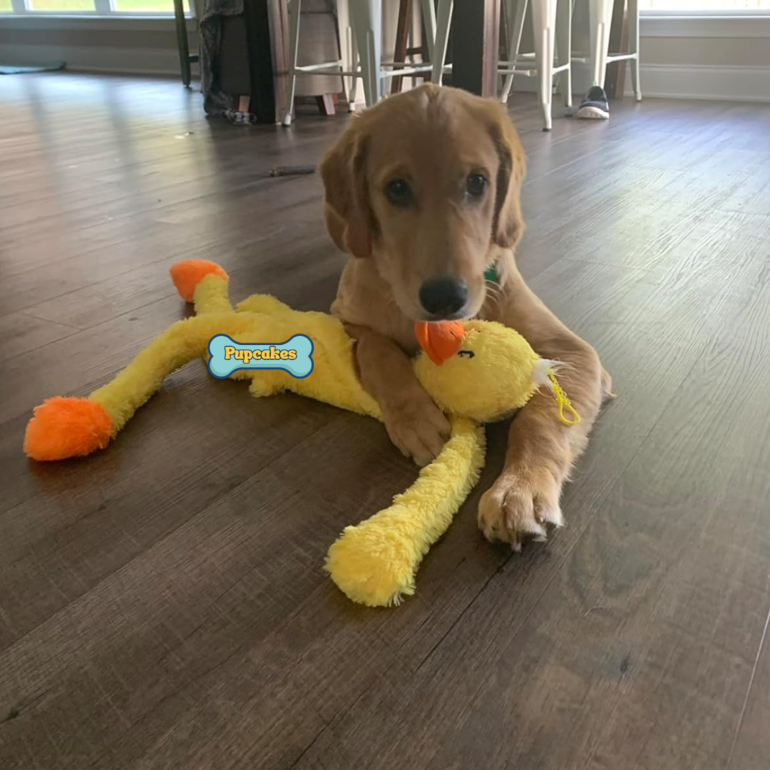 Calming Duck