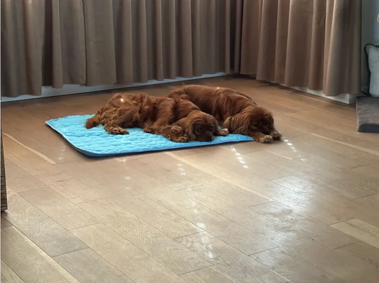 Waarom Kleine Honden Sneller Oververhit Raken (en Hoe een Koelmat Helpt)