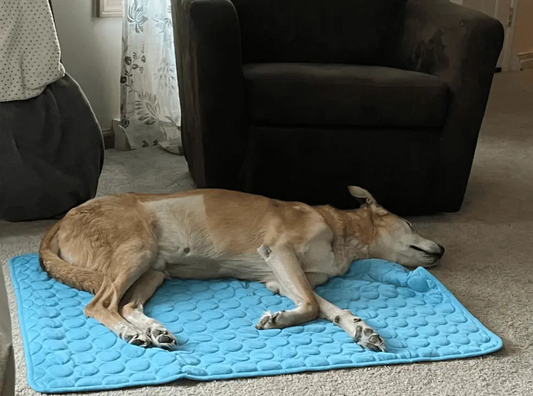 Waarom een Koelmat Onmisbaar is voor je Hond in de Zomer