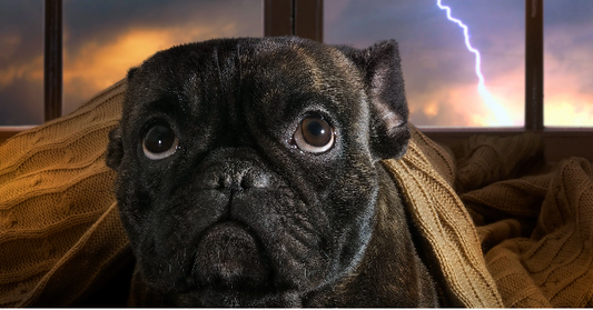 Hoe Kalmeer Je een Hond Tijdens Onweer? | Tips voor Angstige Honden bij Donder en Bliksem
