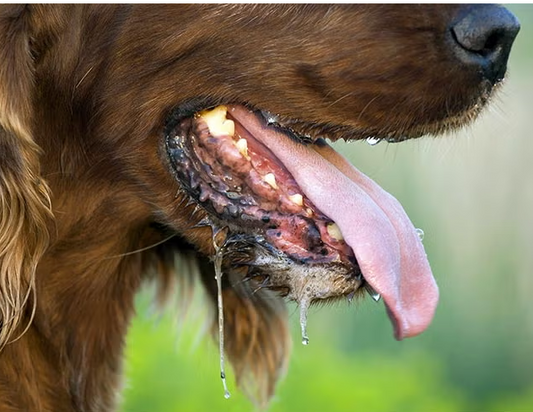 Oververhitting bij Honden: Alles Wat Je Moet Weten om Je Hond te Beschermen tegen de Zomerhitte