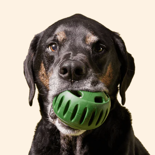 Wat is een Shleckball? De Innovatieve Hondenspeelgoed voor Gelukkige en Bezigge Viervoeters