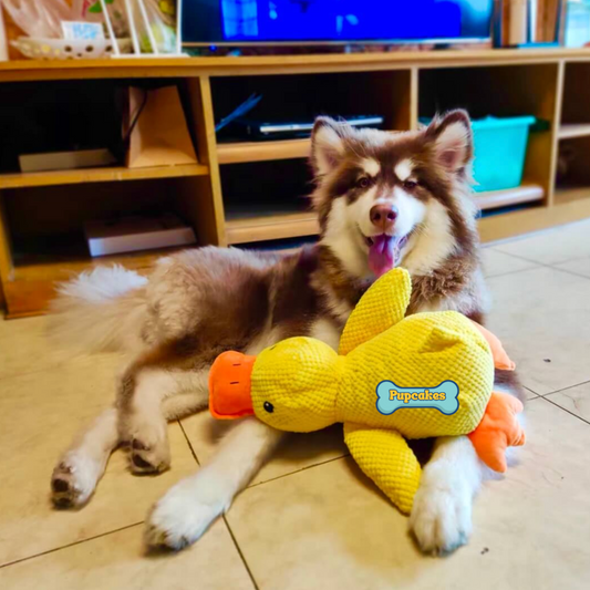Calming Duck